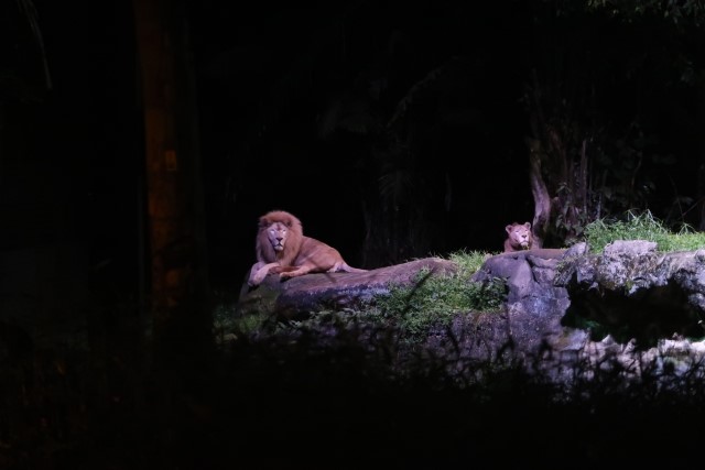 White Lions chilling out with the lioness giving a "meh" face (Night Safari Singapore)