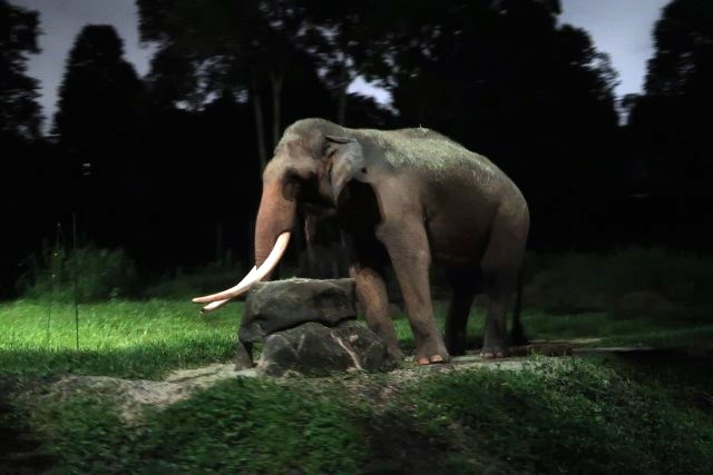 Chawang: The Elephant symbol of the Night Safari in Singapore