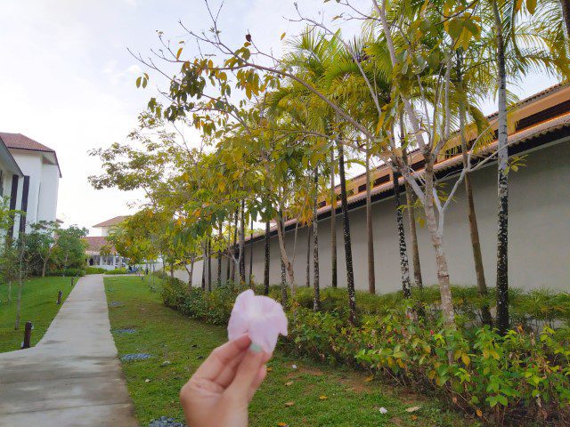 Tecoma Tree (TrumpetBushes) Anantara Desaru Coast Review