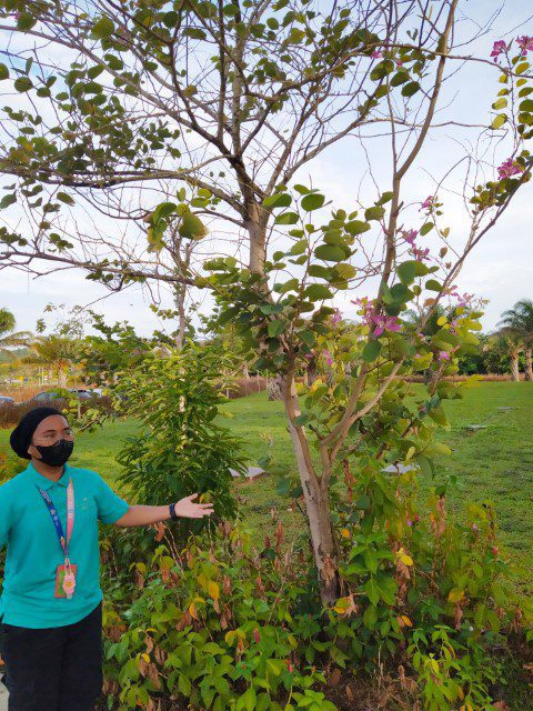 Ah Long our tour guide for nature walk at Anantara Desaru