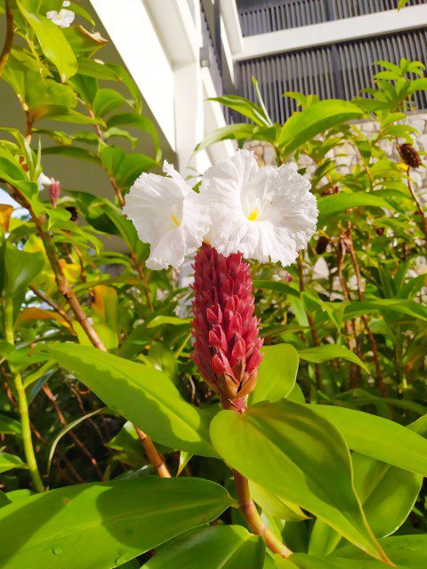 Button & Crepe Ginger Anantara Desaru with nectar within