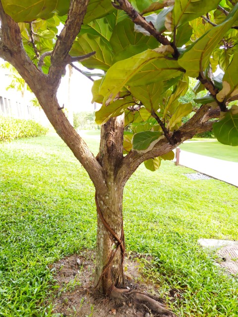 Anantara Desaru Coast Resort & Villas Fig Tree