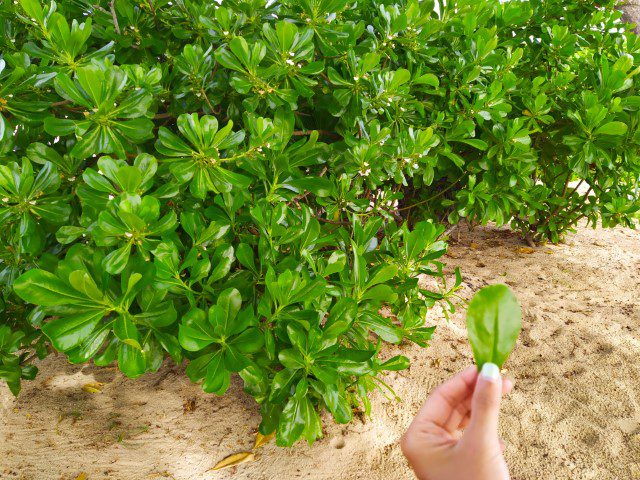 Sea Lettuce Anantara Desaru Beach Review