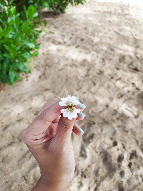 A complete flower of two half petals