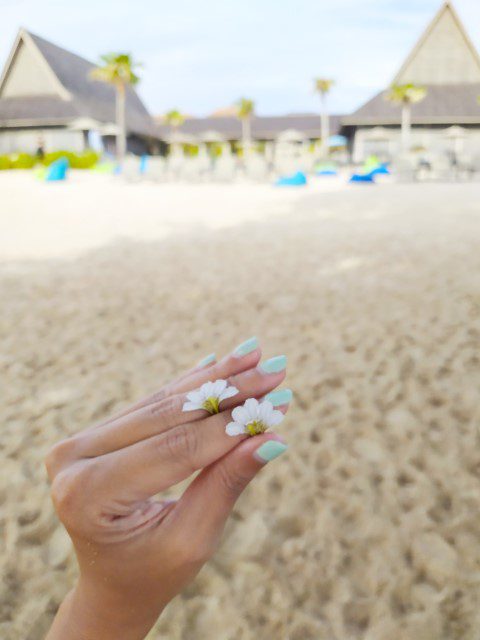 Two half petals of the sea cabbage (sea lettuce) at Anantara Desaru