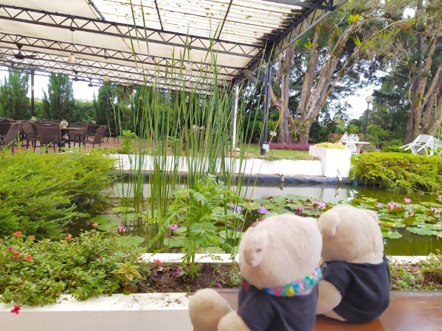 Seated next to the pond at David's Brown Hilltop Garden Restaurant for afternoon tea at Penang Hill