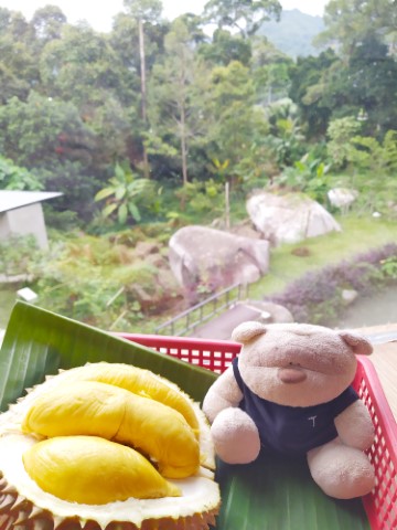 Enjoying musang king durian from level 2 of 2 Acres Cafe Penang