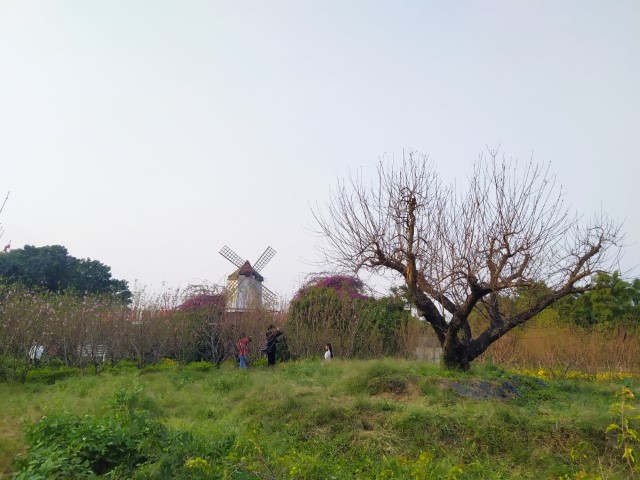Windmill at Vuon Hoa Phuong Linh Hanoi Botanical Gardens