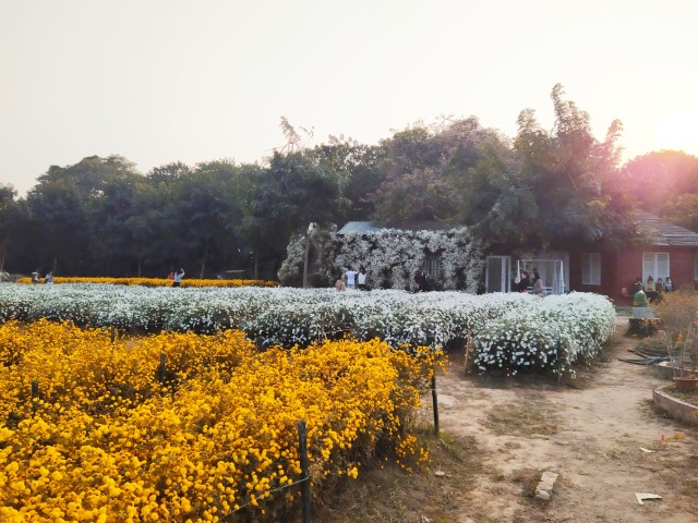 Flower fields at Vuon Hoa Phuong Linh Hanoi Botanical Gardens