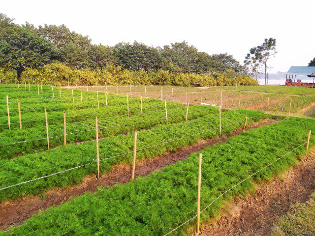 Nursery at Vuon Hoa Phuong Linh Hanoi Botanical Gardens