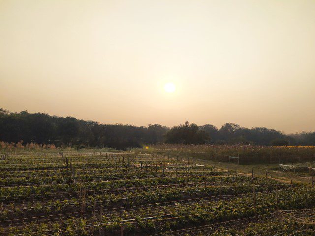 Sunset over the flower fields at Sunset at Vuon Hoa Phuong Linh Hanoi Botanical Gardens