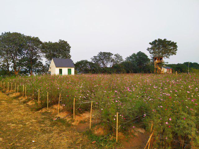 Pink flowers at Vuon Hoa Phuong Linh Hanoi Botanical Gardens