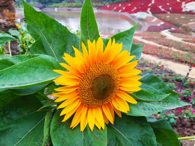 Cafe Thung Lũng Hoa Hanoi Flower Garden Sunflower