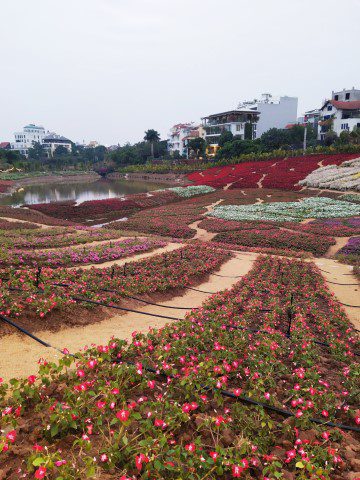 Cafe Thung Lũng Hoa Hanoi Flower Garden - Rows of flowers