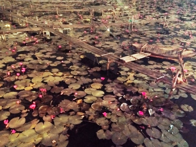 Lilies in the pond next to Trinh Cong Son Walking Street