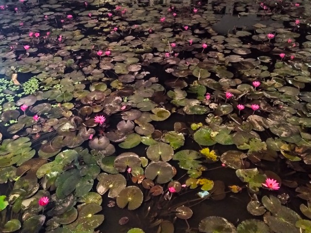 Lilies in the pond next to Trinh Cong Son Pedestrian Street