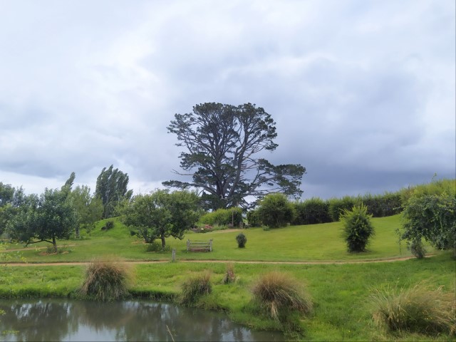 An iconic tree in the Shire of Hobbiton Movie Set in New Zealand
