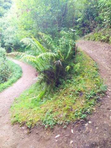 Winding path along the way at Huka Falls Lookout