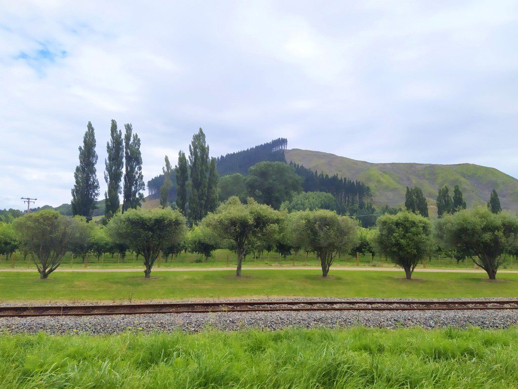 Vineyards as we approached Mission Estate Winery in Napier New Zealand