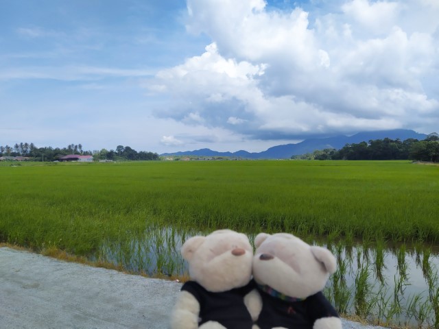 2bearbear at Balik Pulau rice fields next to Penang Container Art Festival