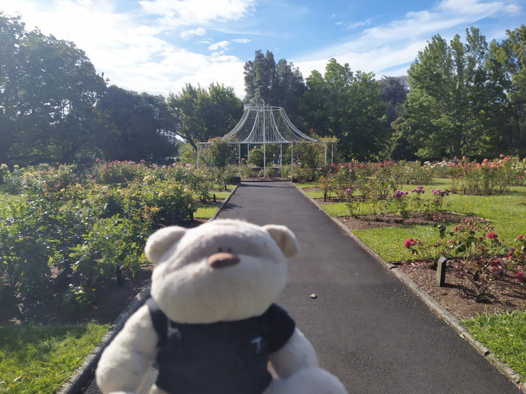 2bearbear at Hamilton Lake Rose Garden