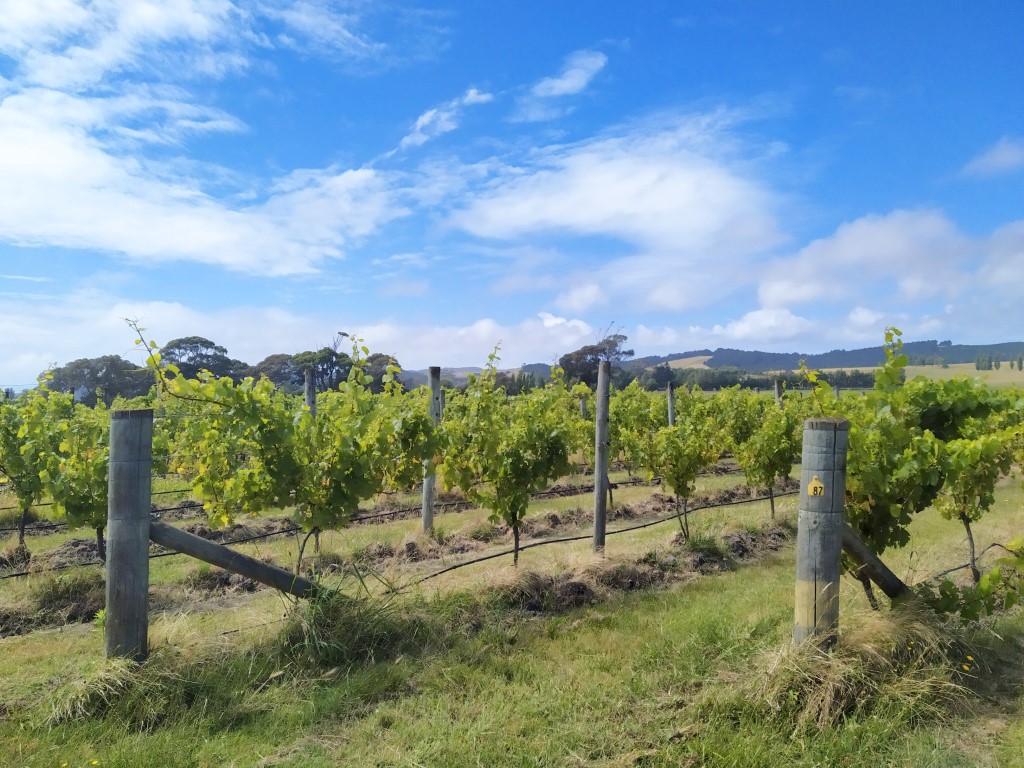 Vineyard views at Te Awanga Estate