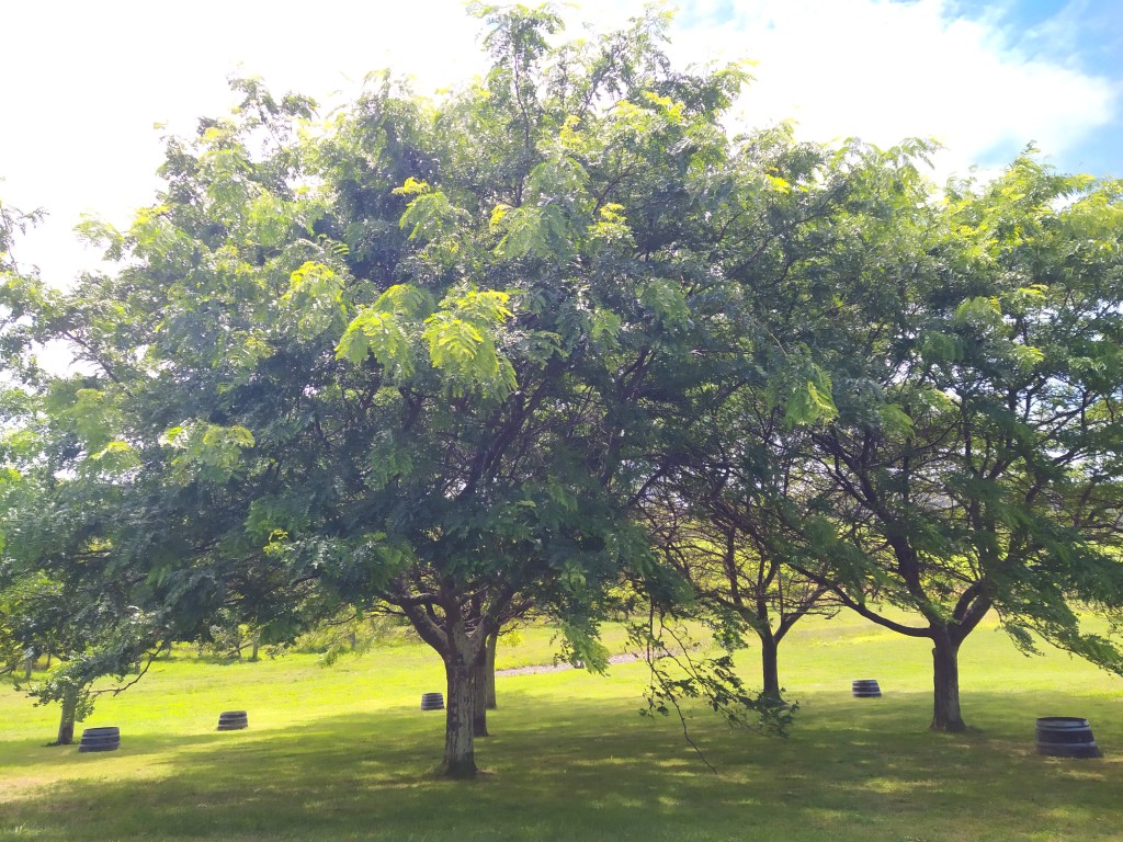 Trees where visitors can sit and sip wine while enjoying the greenery at Te Awanga Estate