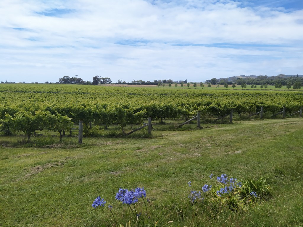 42 acres of vines as seen from Cellar Door Te Awanga Estate Winery
