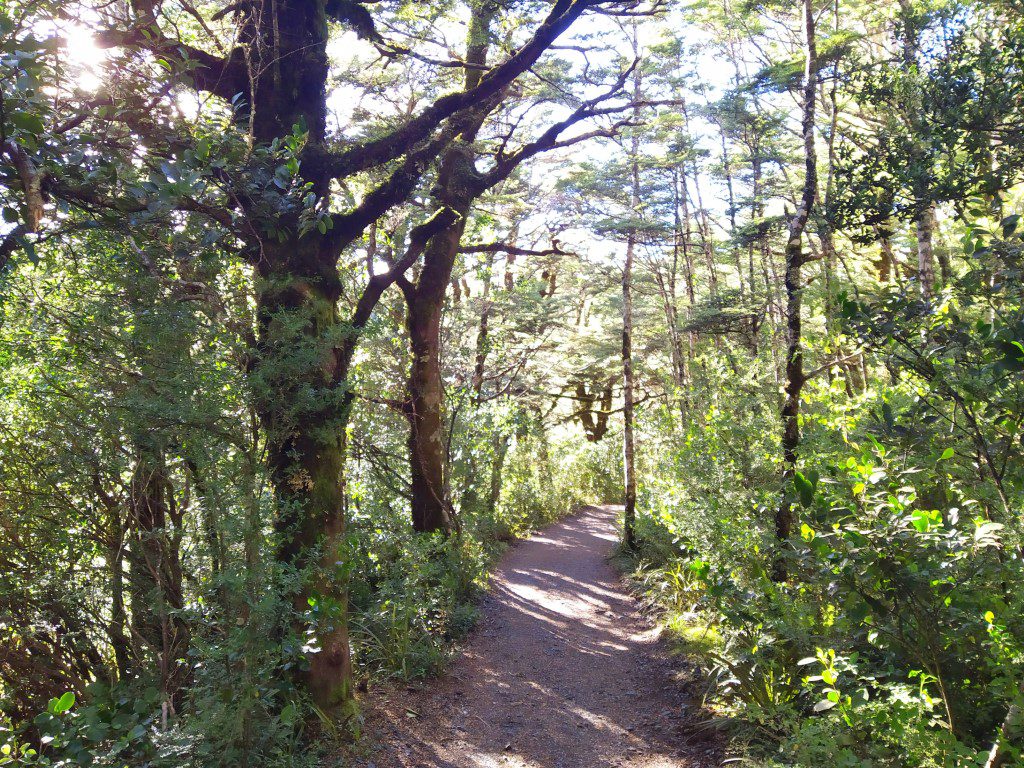 Sheltered paths at the start of track to Tama Lakes