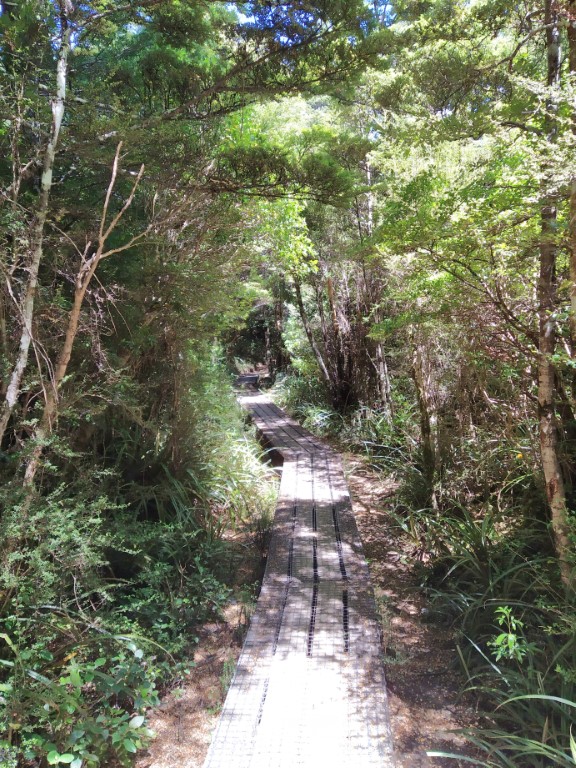 Greenery and shade along scenic route back from Taranaki Falls