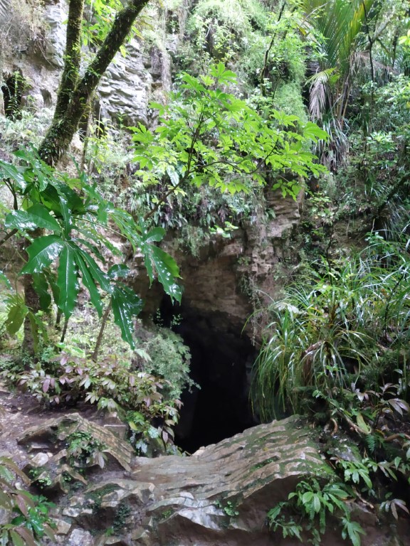Waitomo Caves in Ruakuri Bush Walk New Zealand