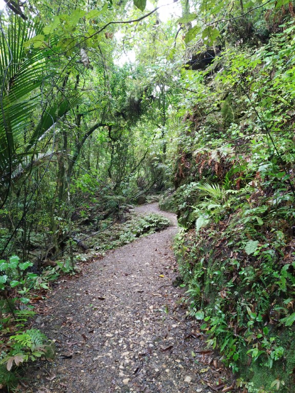 Gravel track at Ruakuri Bush Walk Waitomo Caves NZ