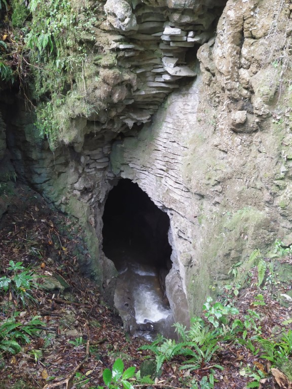 River entering into a cave at Waitomo Caves Ruakuri Bush Walk