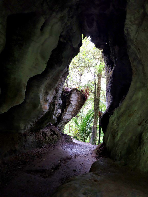 Ruakuri Bush Walk for Ruakuri Natural Tunnel and Waitomo Walkway