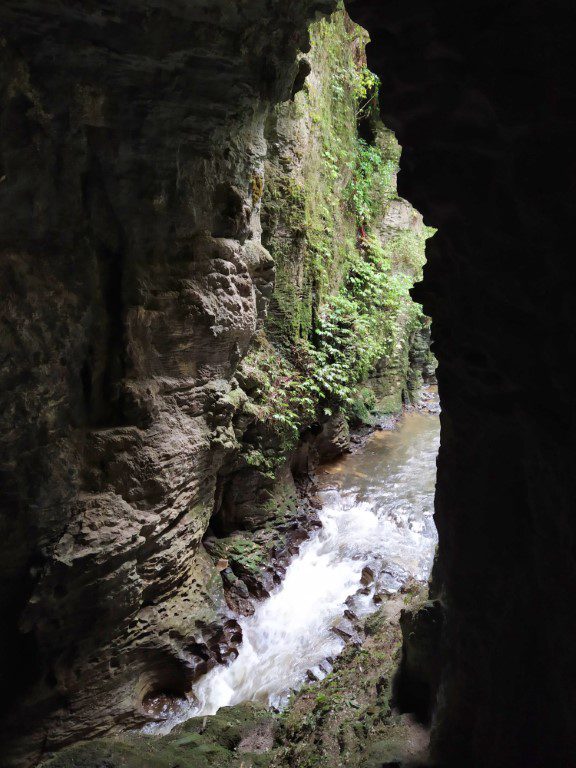 Natural Tunnel Viewing Platform Ruakuri Bush Walk Review