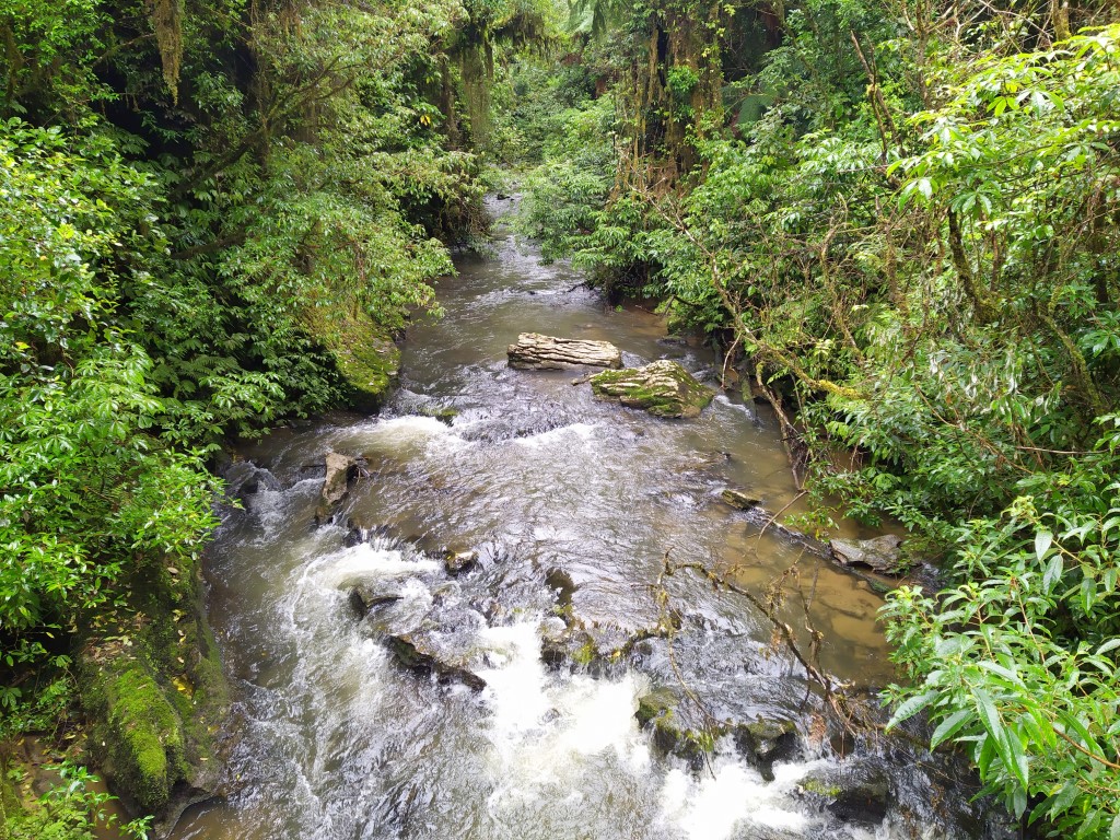 River that cuts through the natural tunnel at Ruakuri Bush Walk Waitomo Caves