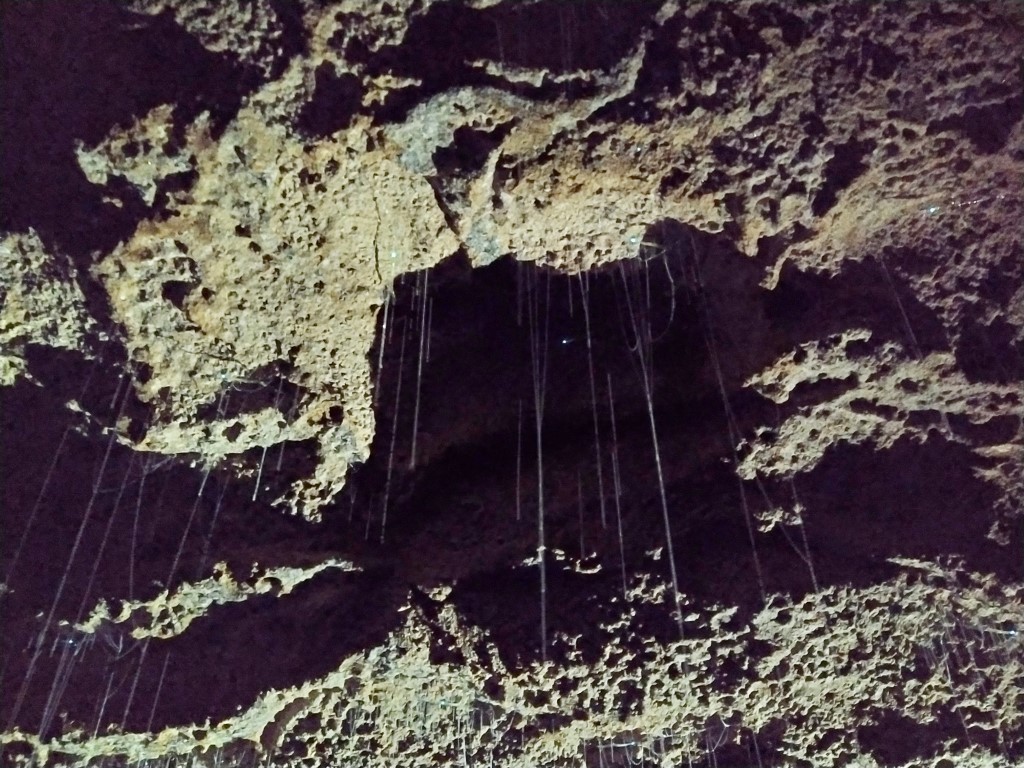 Glowworm threads hanging from ceiling of Waitomo Glowworm Caves Review