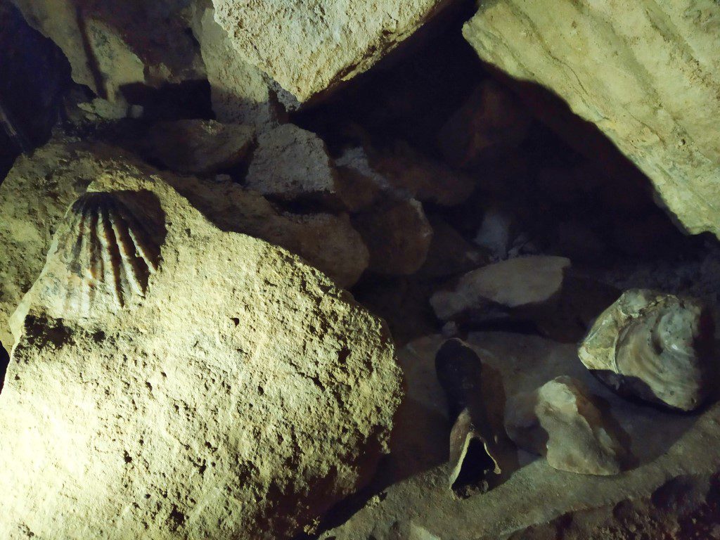 Fossils inside Waitomo Glowworm Caves - evidence of Noah's Flood in ancient times