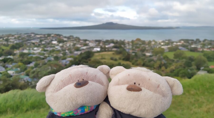 2bearbear at Mount Victoria Takarunga Devonport