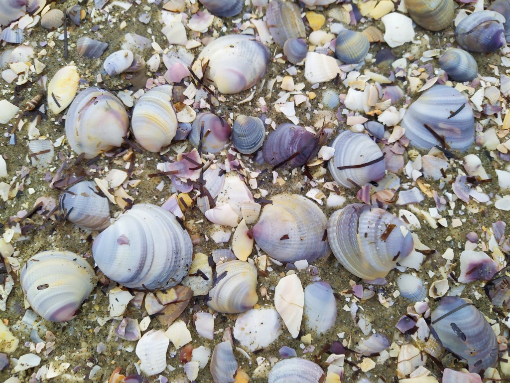 Picking beautiful shells at Snells Beach Auckland New Zealand