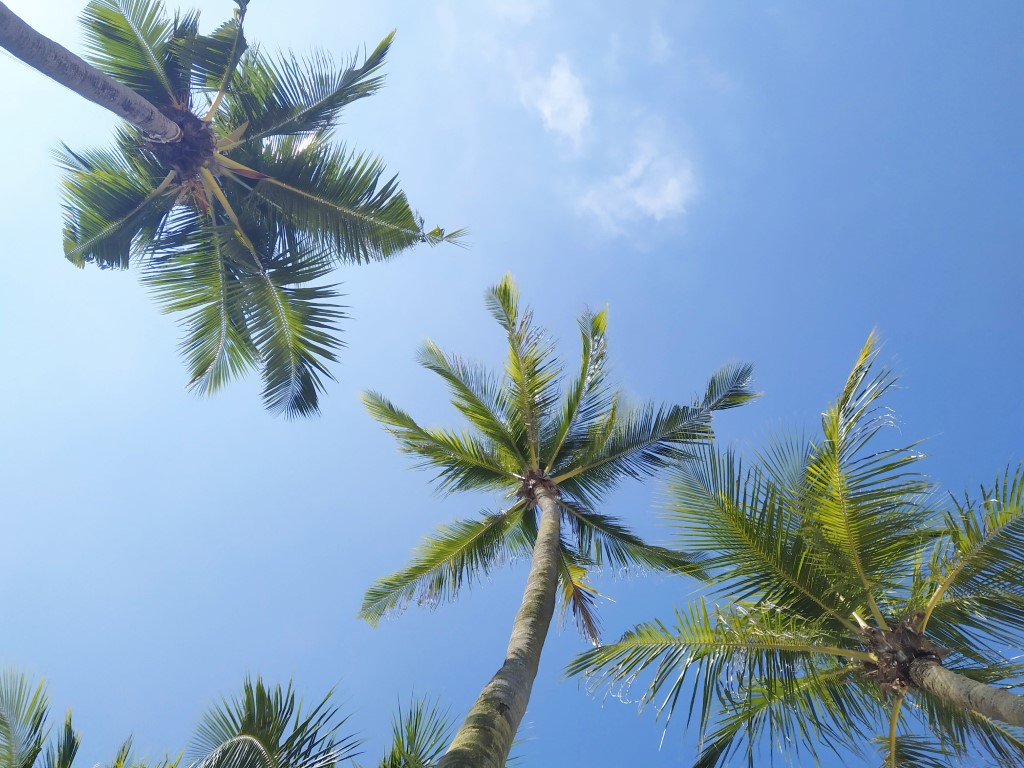 Tropical Trees at Sentosa Siloso Beach