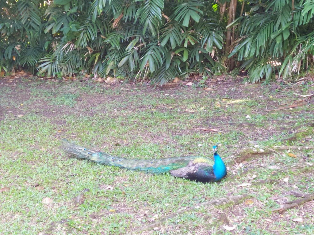 Peacock resting at Fort Siloso Sentosa