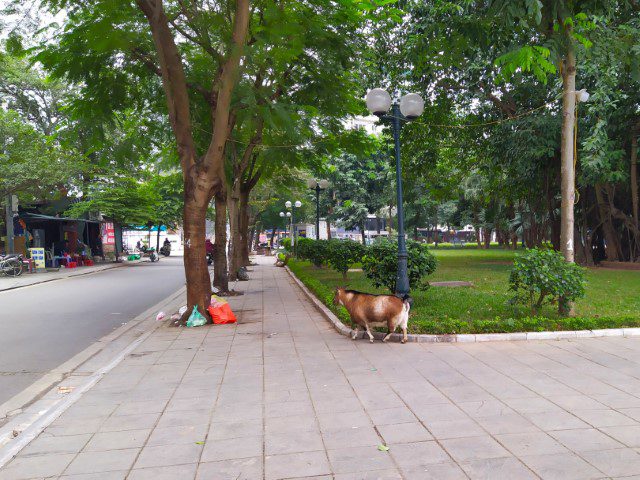 Goat roaming through the streets around Ho Tay Lake Hanoi