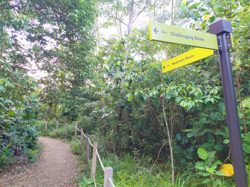 Paths to take to ascend to Colugo Deck at Rifle Range Nature Park (Moderate Route)