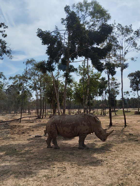 Vinpearl Safari Bus Tour Review - Rhinoceros