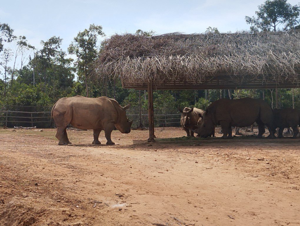 Vinpearl Safari Bus Tour Review - Running Rhinoceros