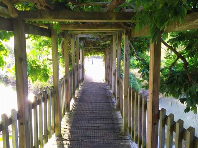 Crossing a bridge to find the free foot bath at Kuirau Park Rotorua