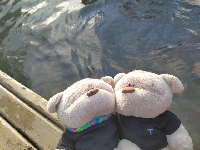 2bearbear enjoying the free foot bath at Rotorua Kuirau Park