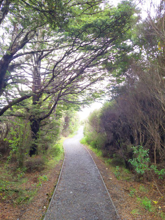 Path to Tawhai Falls about 5 minutes walk from entrance