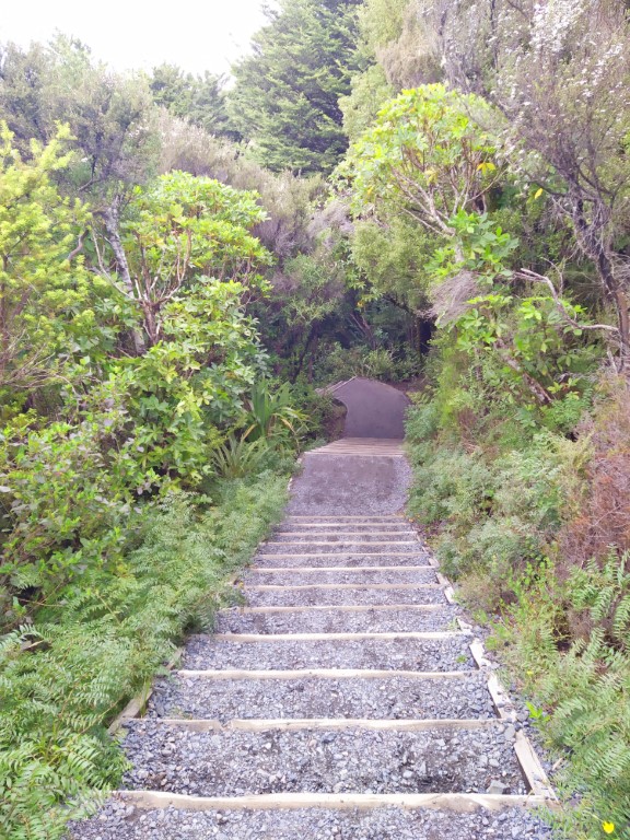 Path and stairs down to Tawhai Falls NZ